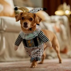 Frisco Front Walking Glitter Clown Dog & Cat Costume -Chewy 707542 PT7. AC SS1800 V1689278717