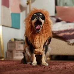 Frisco Lion Love Dog & Cat Costume 18 Frisco Lion Love Dog & Cat Costume -Chewy 708318 PT7. AC SS1800 V1689350649