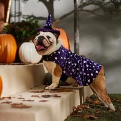 Frisco Cosmic Witch Dog & Cat Costume 14 Frisco Cosmic Witch Dog & Cat Costume -Chewy 708982 PT7. AC SS1800 V1689350987