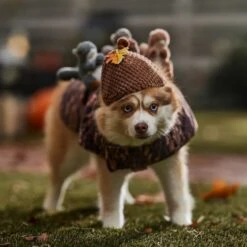 Frisco Squirrels & Nuts Ride-On Dog & Cat Costume 12 Frisco Squirrels & Nuts Ride-On Dog & Cat Costume -Chewy 709422 PT7. AC SS1800 V1689270909