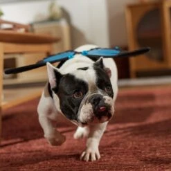 Frisco Magical Butterfly Wings Dog & Cat Costume Accessory -Chewy 713062 PT7. AC SS1800 V1689354962